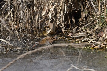 Brown-cheeked Rail Shin-yokohama Park Sat, 1/29/2022