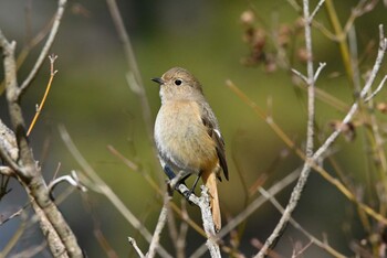 Daurian Redstart 上野台公園（東海市） Wed, 1/26/2022