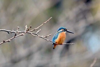 Common Kingfisher 上野台公園（東海市） Wed, 1/26/2022