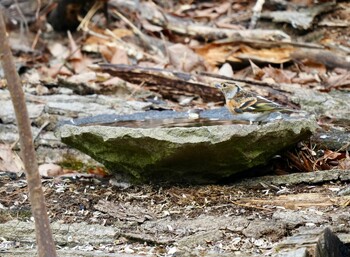 Brambling 福島市小鳥の森 Sat, 1/29/2022