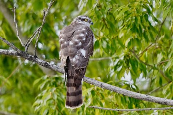 Eurasian Sparrowhawk 福島市小鳥の森 Sat, 1/29/2022