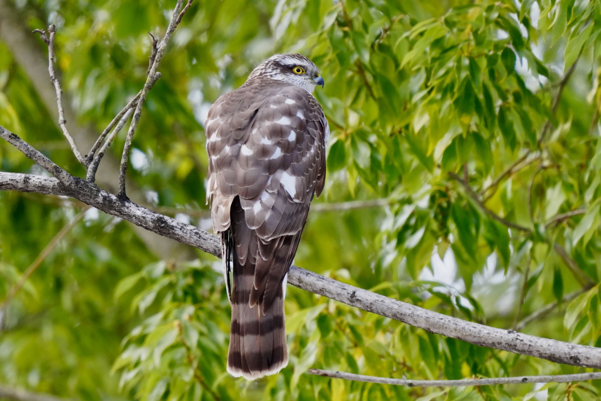 Photo of Eurasian Sparrowhawk at 福島市小鳥の森 by Kenji Jazzylife