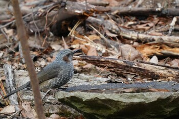 Brown-eared Bulbul 福島市小鳥の森 Sat, 1/29/2022