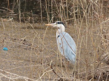 アオサギ 戸笠公園 2022年1月29日(土)