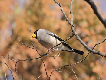 イカル 黒川清流公園 2022年1月24日(月)