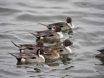 2022年1月29日(土) 日の出三番瀬沿い緑道の野鳥観察記録