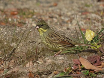 2022年1月29日(土) 勅使池(豊明市)の野鳥観察記録