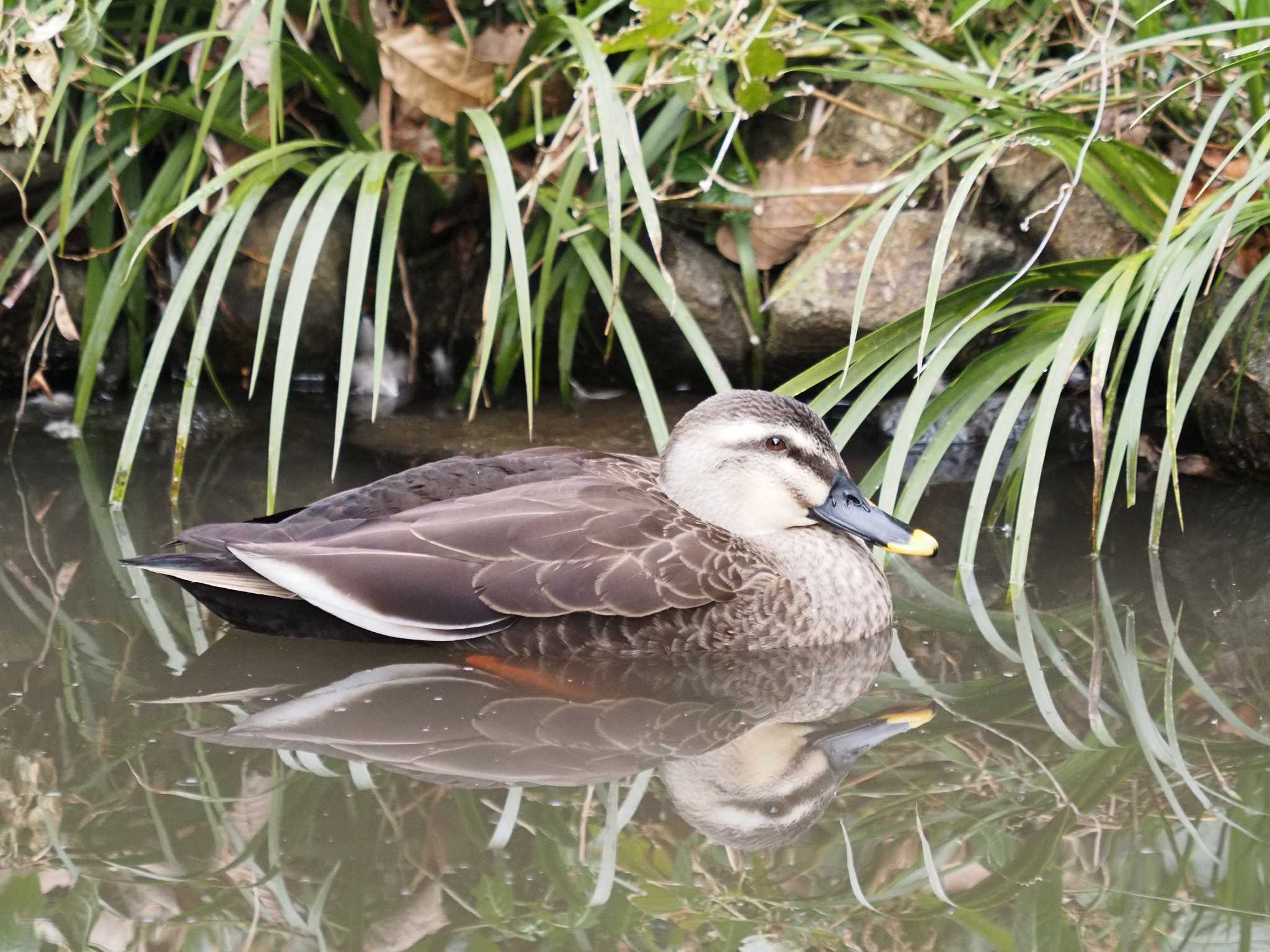 東高根森林公園 カルガモの写真 by monman53