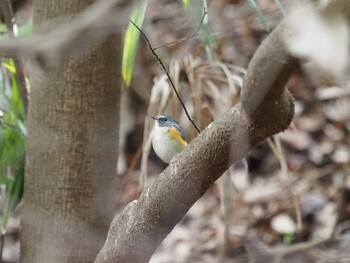 2022年1月29日(土) 東高根森林公園の野鳥観察記録