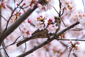 ヒヨドリ 矢作川 2017年4月7日(金)