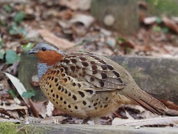 2022年1月29日(土) 生田緑地の野鳥観察記録