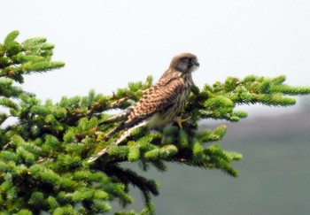 Common Kestrel 美ヶ原 Mon, 7/17/2017