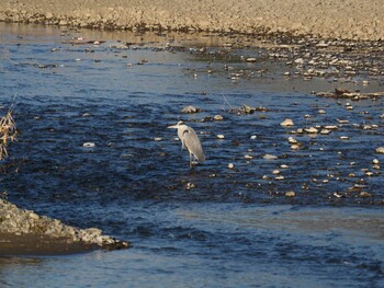 2022年1月29日(土) 多摩川の野鳥観察記録