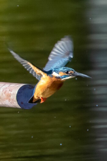 Common Kingfisher 多摩中央公園 Sat, 1/22/2022