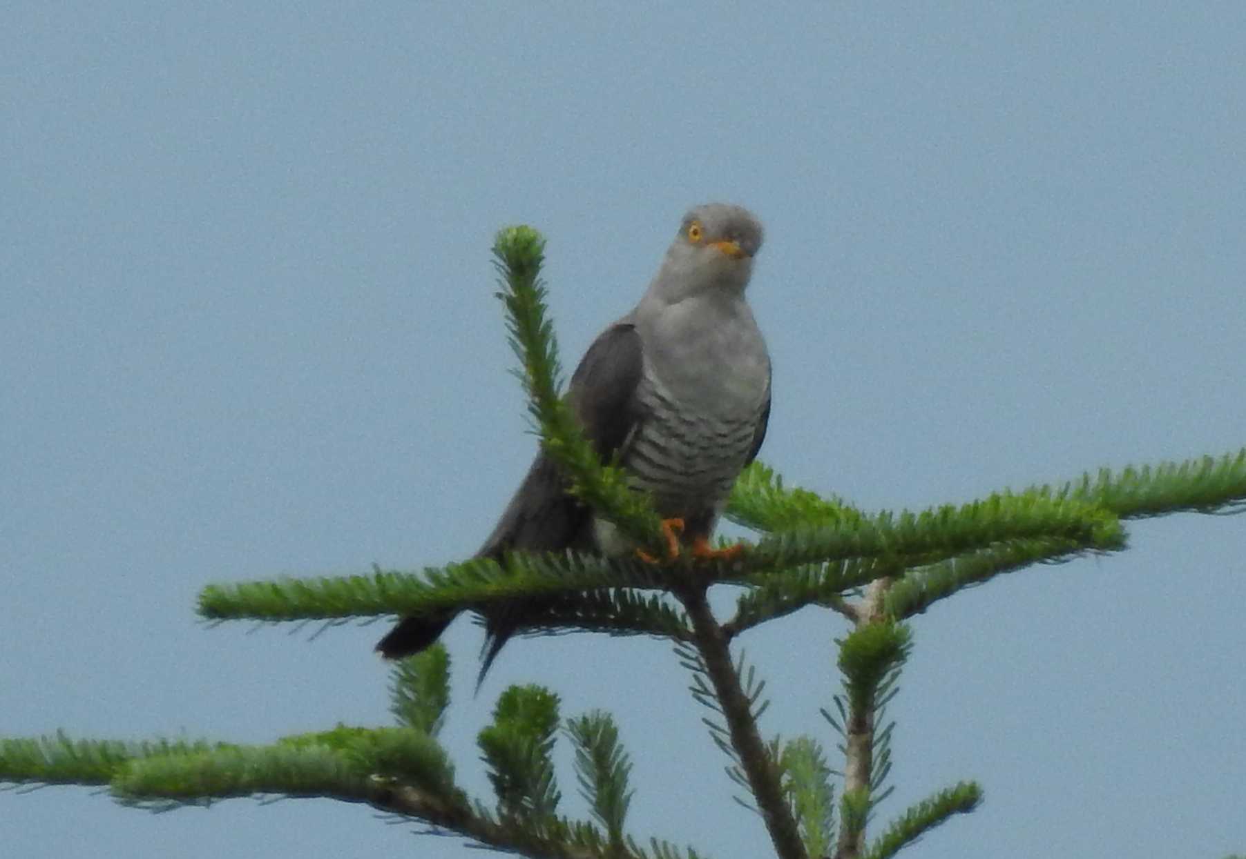 Photo of Common Cuckoo at Kirigamine Highland by 結城