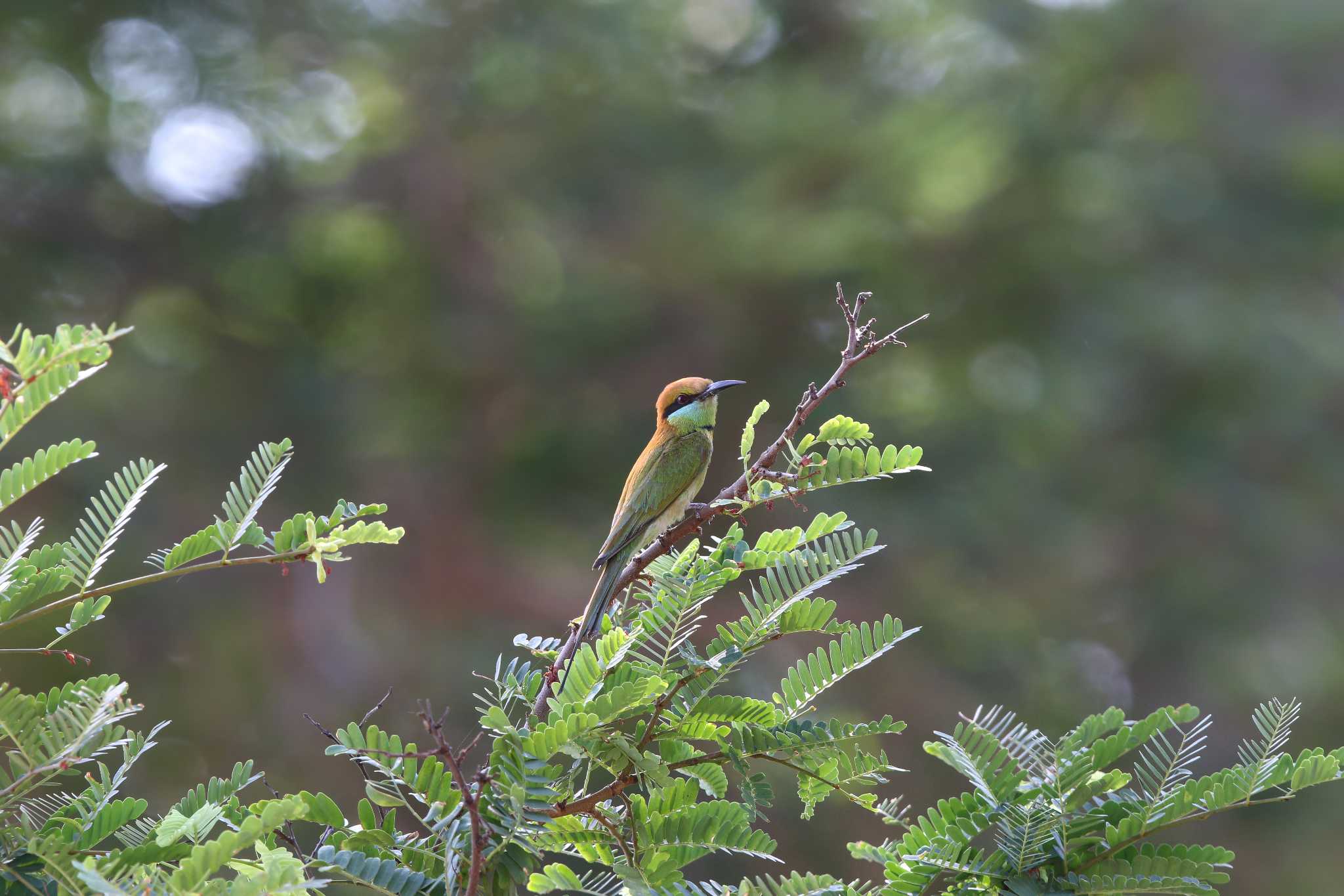 Photo of Asian Green Bee-eater at Phraya Nakhon Cave by Trio