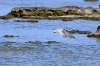 Little Tern 米須海岸 Fri, 8/11/2017