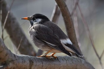 White-cheeked Starling Shin-yokohama Park Sat, 1/29/2022