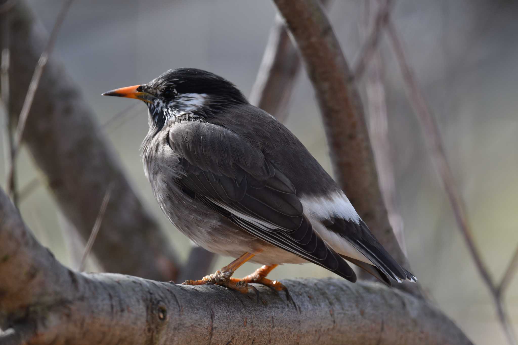 White-cheeked Starling