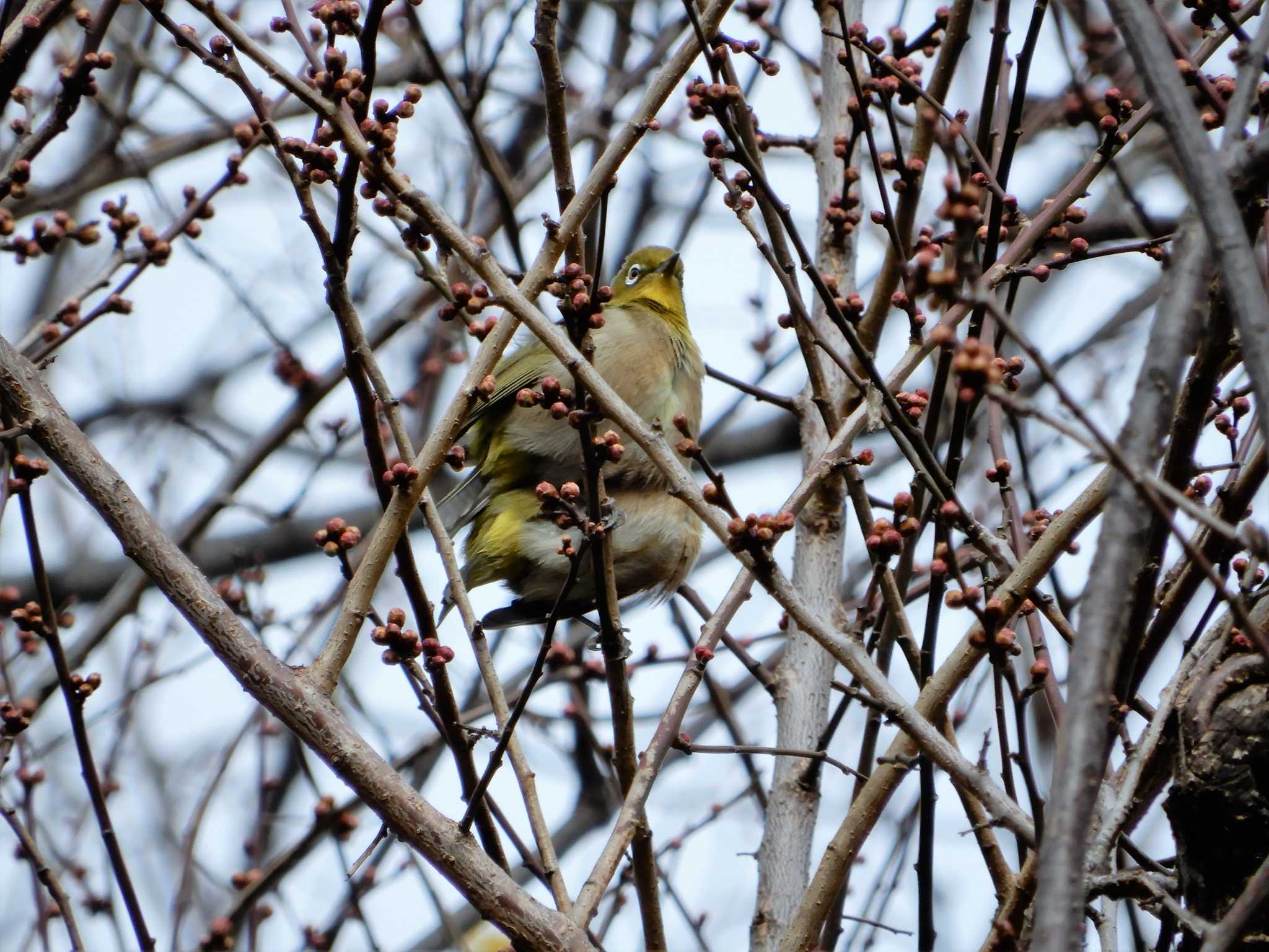 Warbling White-eye