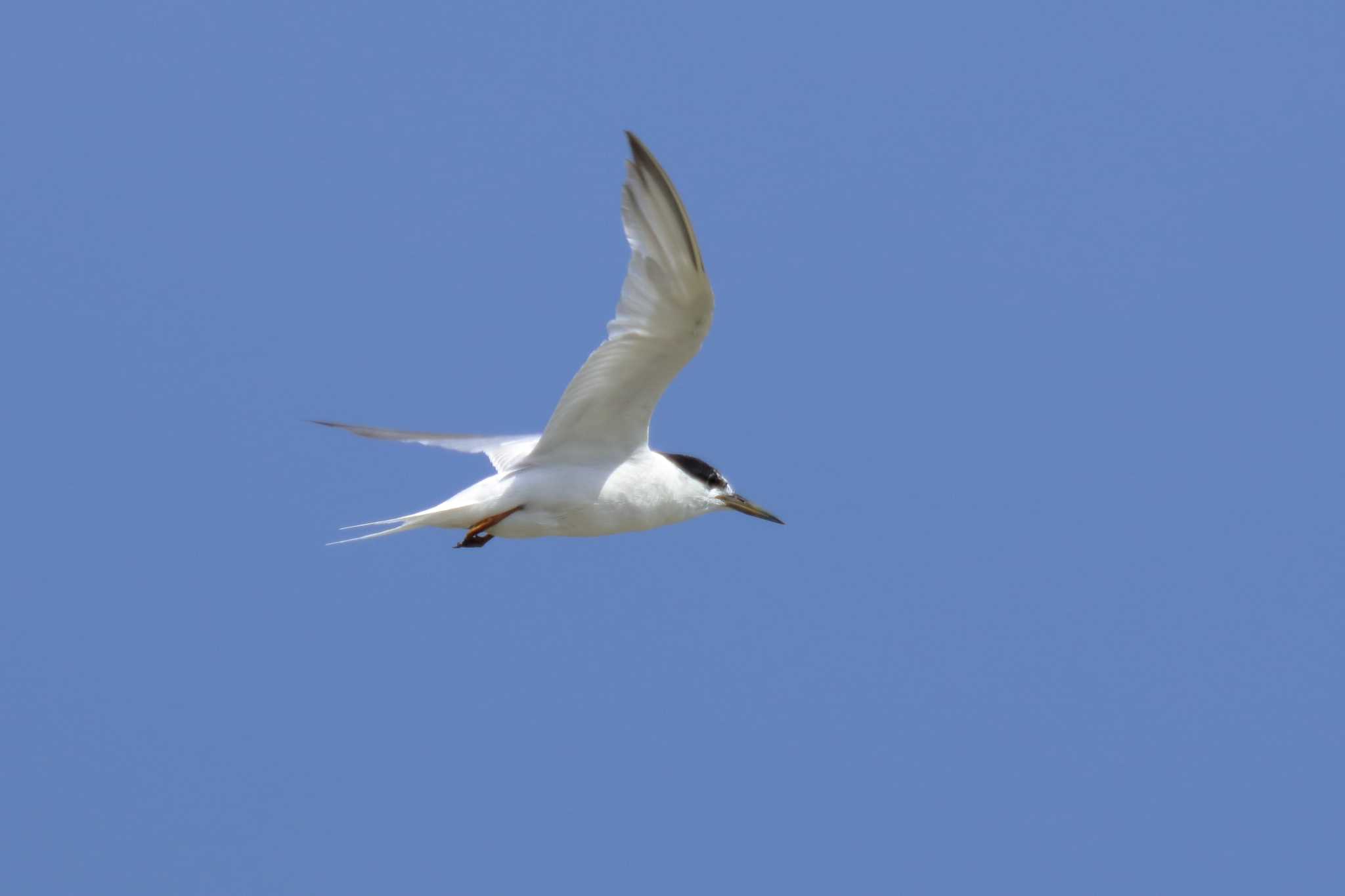 Photo of Little Tern at 米須海岸 by Zakky