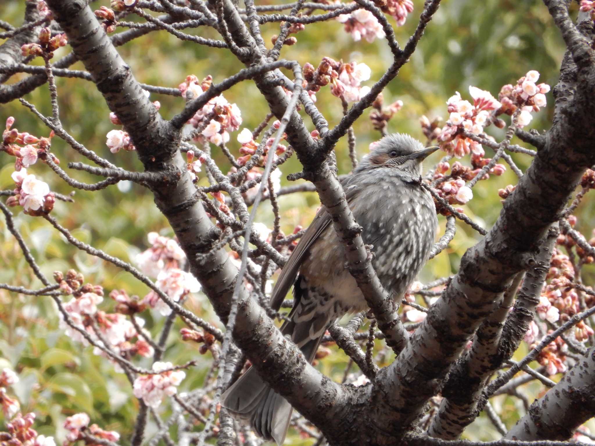 Brown-eared Bulbul