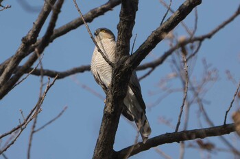 2022年1月29日(土) 金ヶ崎公園(明石市)の野鳥観察記録