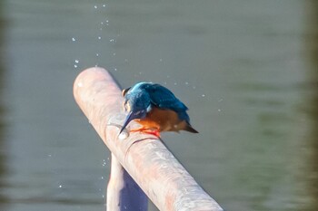 カワセミ 多摩中央公園 2022年1月22日(土)