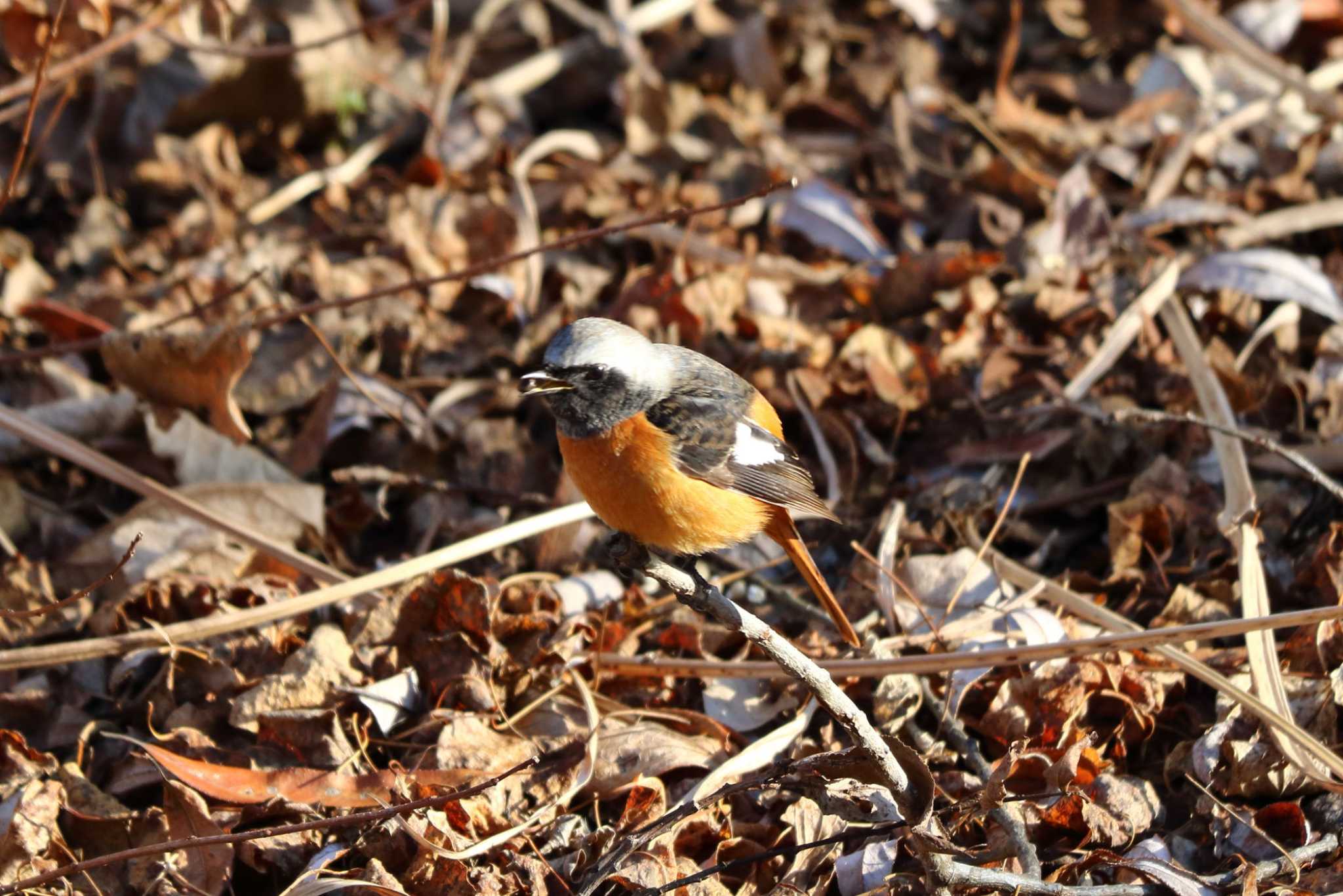 Daurian Redstart