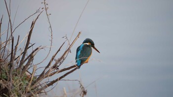 Sat, 1/29/2022 Birding report at Osaka castle park