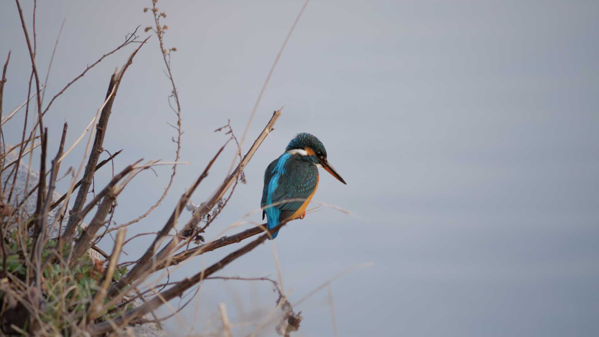 Photo of Common Kingfisher at Osaka castle park by コゲラ