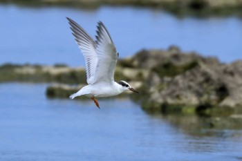 Little Tern 米須海岸 Fri, 8/11/2017