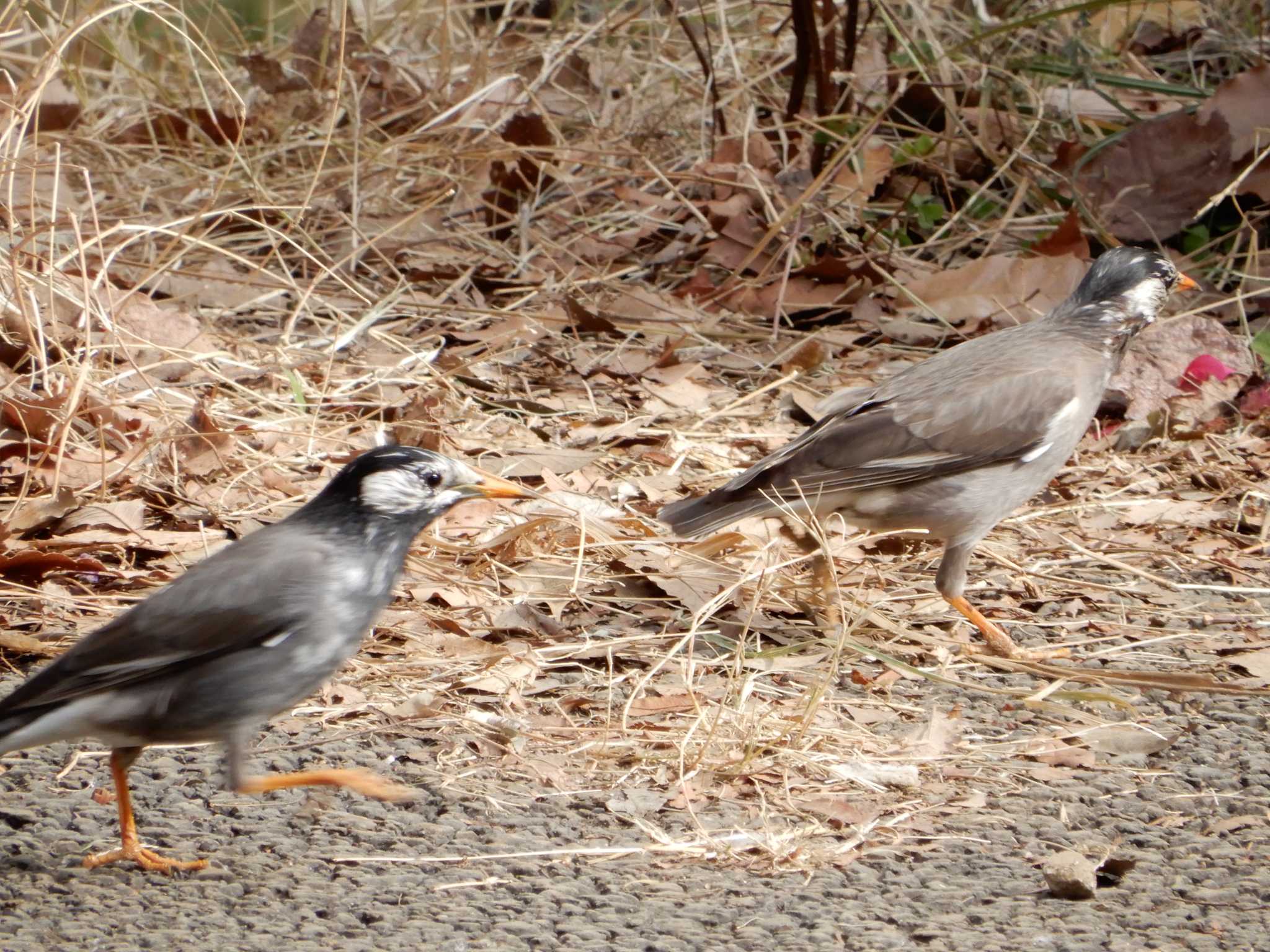 White-cheeked Starling