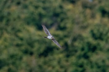 Eurasian Sparrowhawk 福岡県 Sat, 1/29/2022