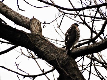 2022年1月23日(日) 豊島区立目白の森の野鳥観察記録