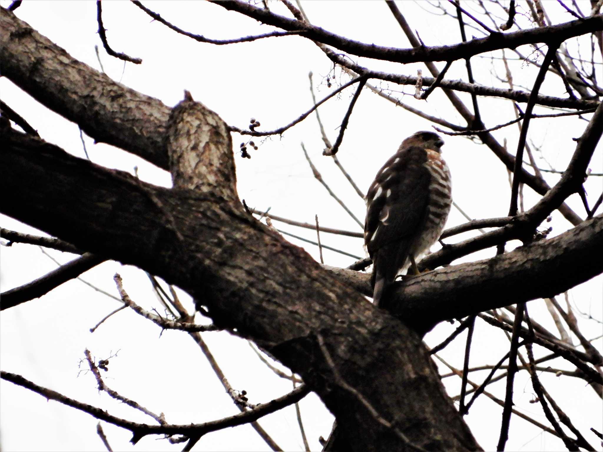 Japanese Sparrowhawk