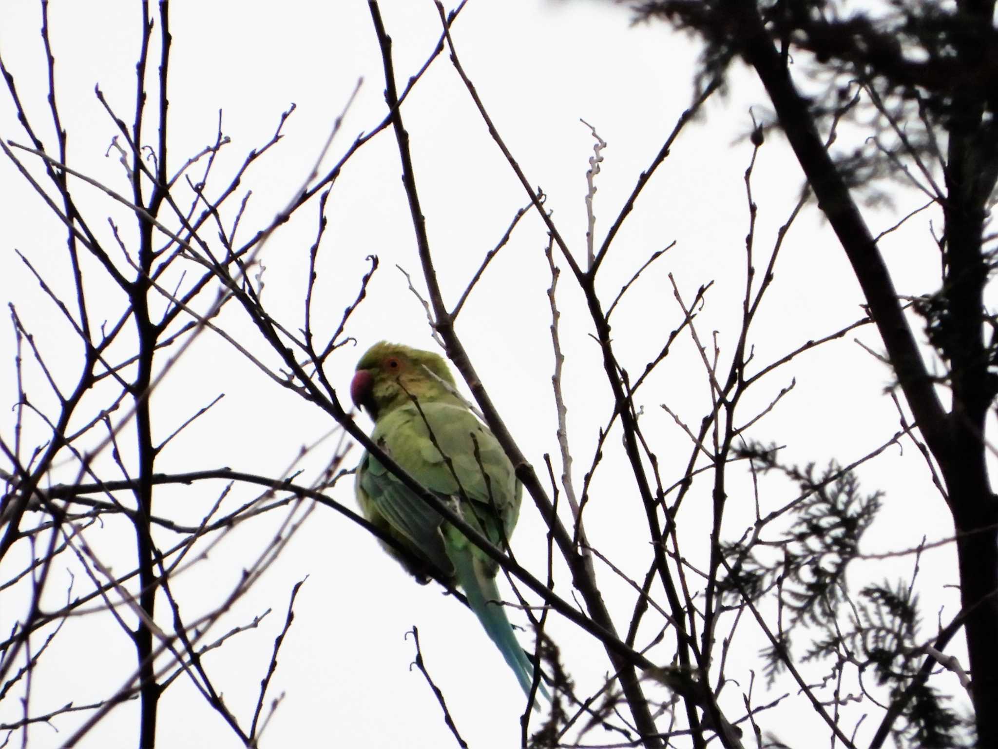 Indian Rose-necked Parakeet