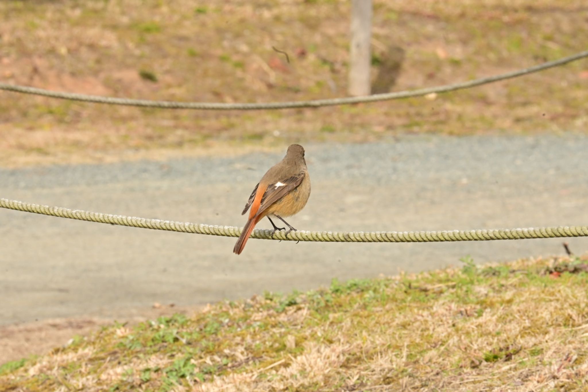 Photo of Daurian Redstart at 舞鶴公園 by ふうこ