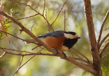 Varied Tit 井頭公園 Fri, 1/28/2022