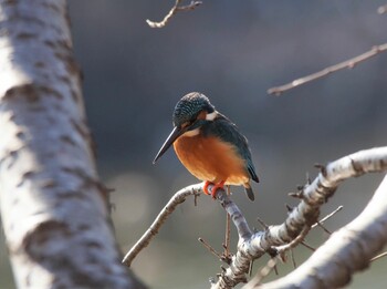 Common Kingfisher 井頭公園 Fri, 1/28/2022