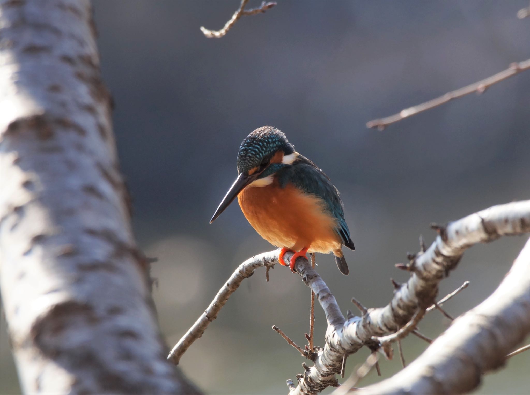 Photo of Common Kingfisher at 井頭公園 by おか2