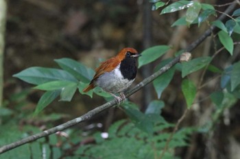 ホントウアカヒゲ やんばるの森 2017年8月13日(日)