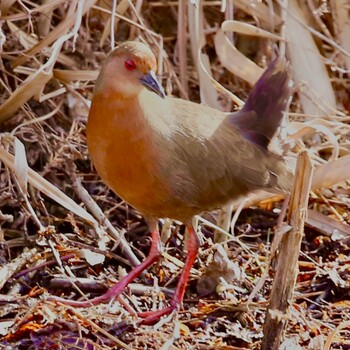 2022年1月29日(土) 水元公園の野鳥観察記録