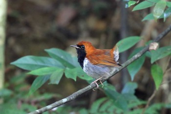 Okinawa Robin やんばるの森 Sun, 8/13/2017