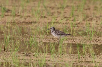 Wood Sandpiper 金武町(沖縄県) Sun, 8/13/2017