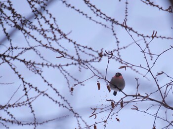 ウソ 旭山記念公園 2022年1月29日(土)