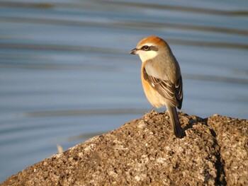 Sat, 1/29/2022 Birding report at Kasai Rinkai Park