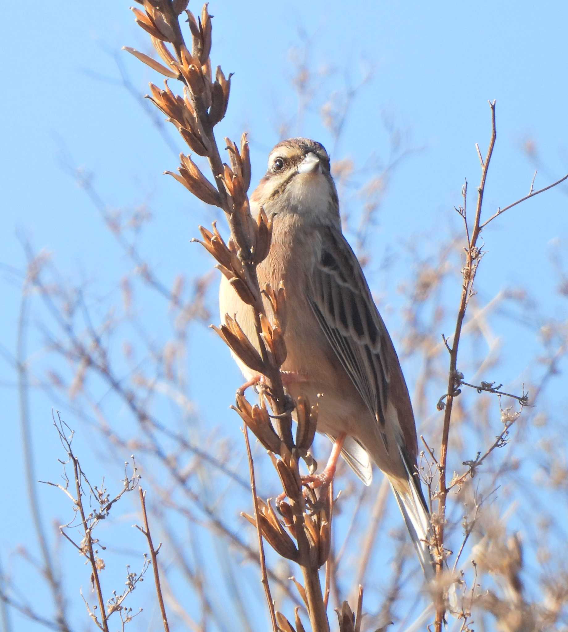 Meadow Bunting