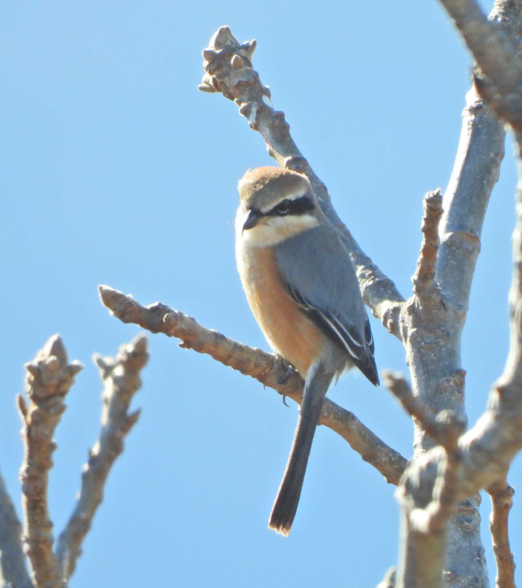 Bull-headed Shrike