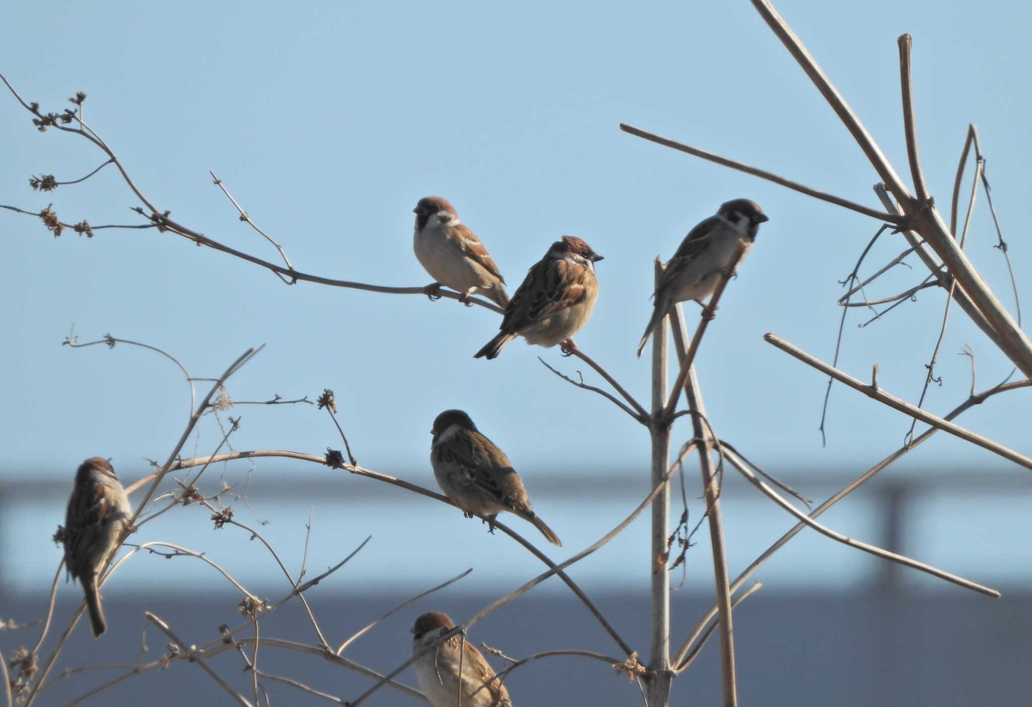 Eurasian Tree Sparrow